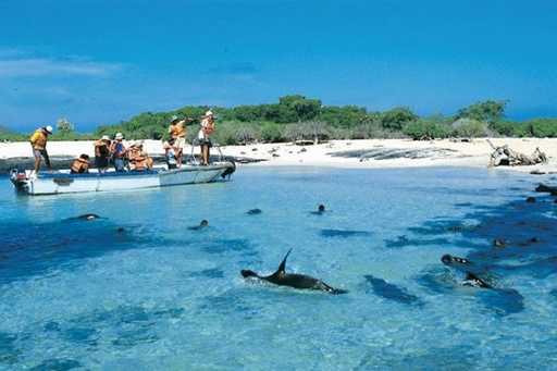 [MALLKU opc1 FIN DE AÑO SANTA CRUZ 4D3N DEL 31DEC AL 03 JAN 2026 !!] Fin de Año en Galápagos